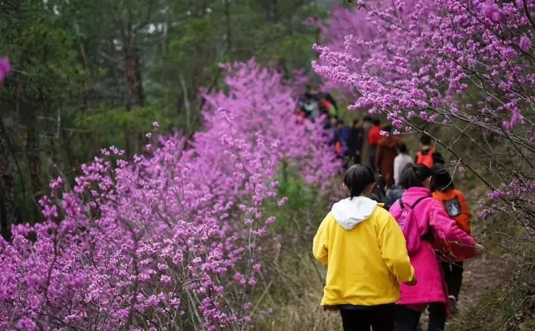 17(周日) 赏赤城山紫荆花海