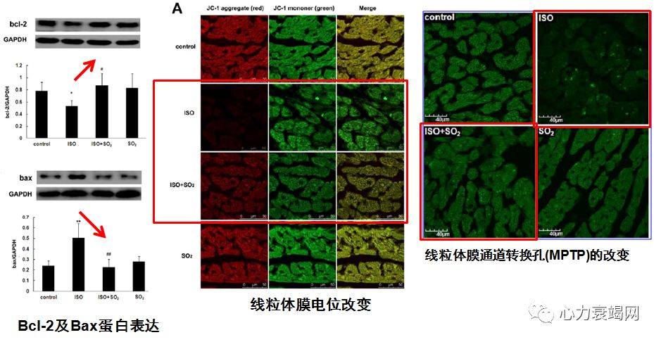 so   增加心肌bcl-2/bax比值,恢复线粒体膜电位,抑制线粒体mptp开放