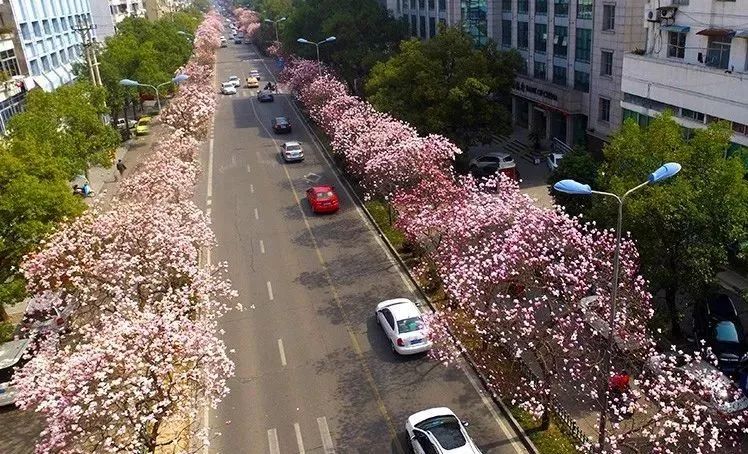 美爆了!临海这条网红"花街,快和你的ta约起来