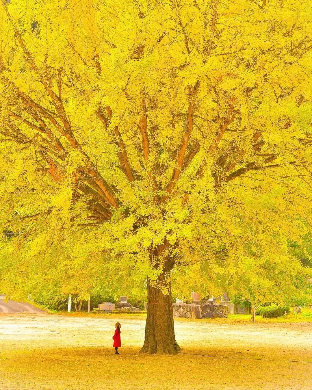 银杏落叶,遍地黄金