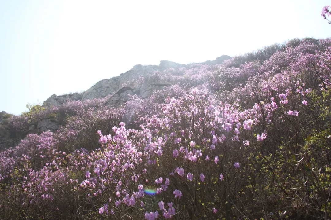 此基础上 又增加了黄杨杜鹃,红枫杜鹃 达里香杜鹃,淀川杜鹃4个新品种