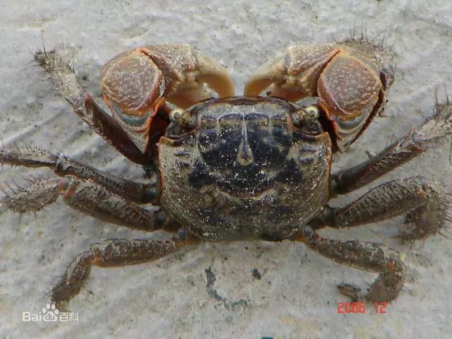 蛸蜞是崇明滩涂湿地上的一种底栖生物,和螃蜞,老毛蟹都是崇明地区有