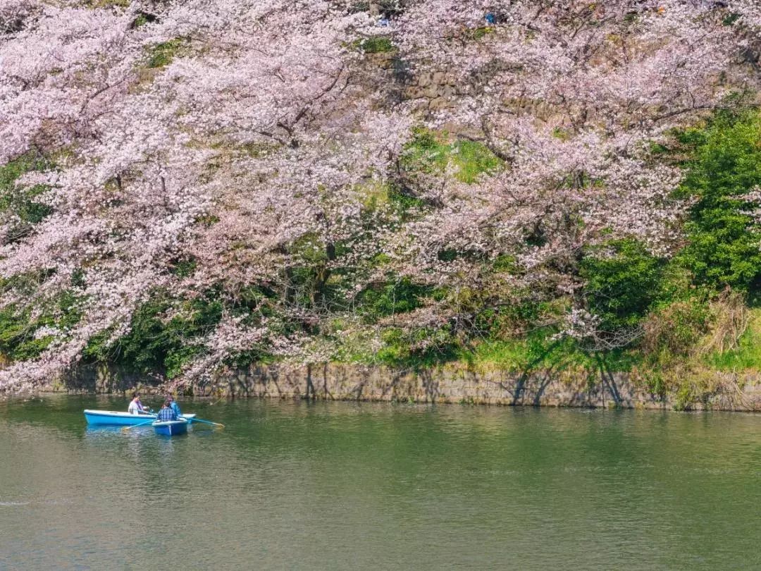 所之一的千鸟渊是日本皇宫的护城河之一,每到春天河两岸近千株的樱花