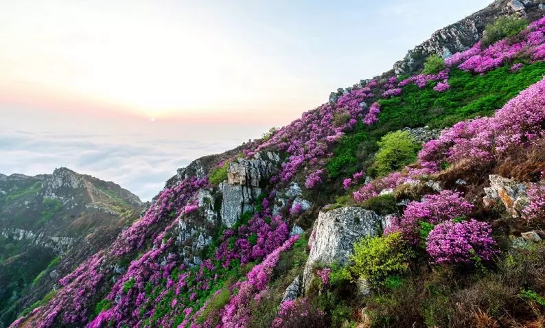 此基础上 又增加了黄杨杜鹃,红枫杜鹃 达里香杜鹃,淀川杜鹃4个新品种