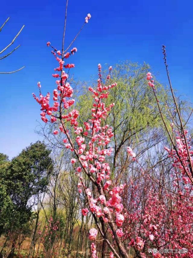 醉人梅花迎春来