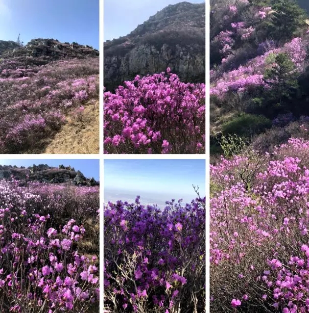 此基础上 又增加了黄杨杜鹃,红枫杜鹃 达里香杜鹃,淀川杜鹃4个新品种