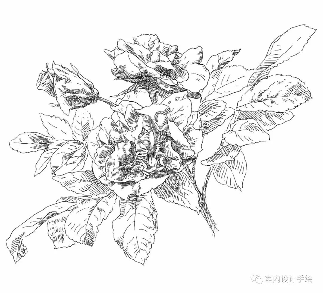 【手绘】钢笔画表现之:花卉线稿(二)