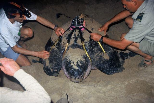 一嘴"杀人"齿的棱皮龟,竟被预言20年内被人类消灭