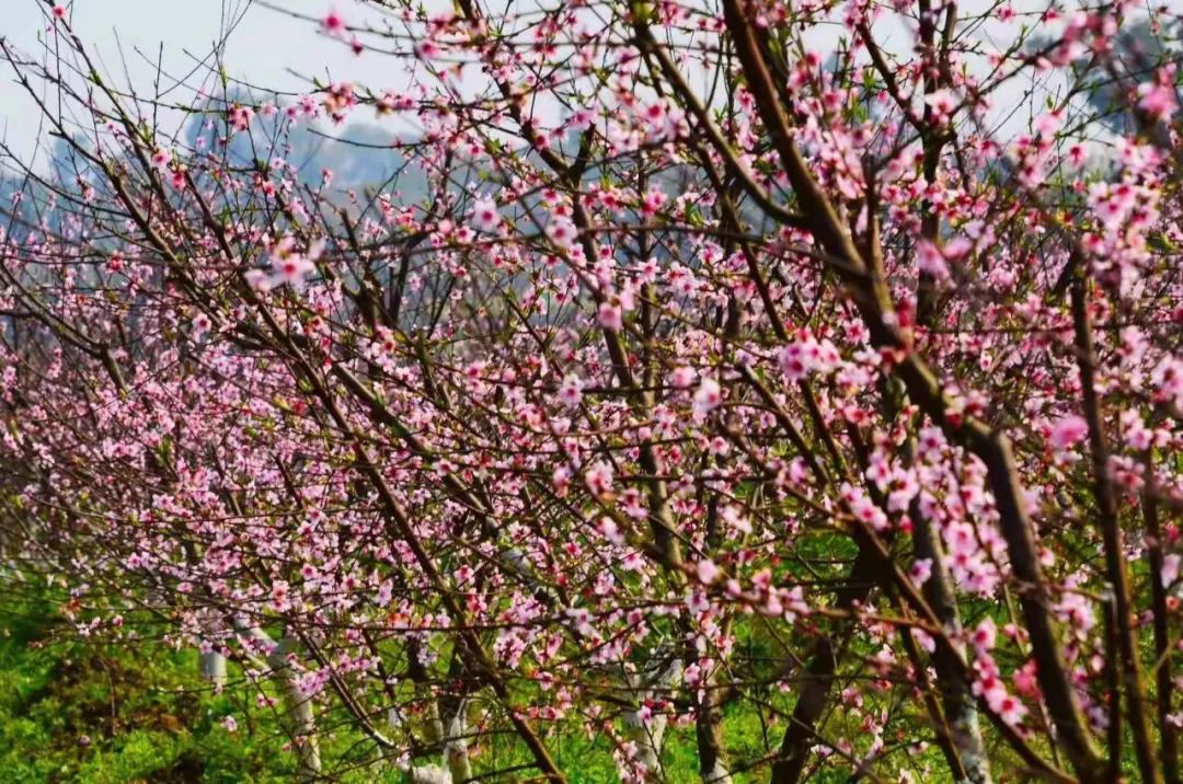【美翻】半岛桃花溪惊现泸州,三月邀你赏花,五月请你品桃,更有万张