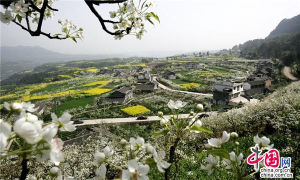 四川苍溪三月梨花盛开漫山雪海装点最美梨花节