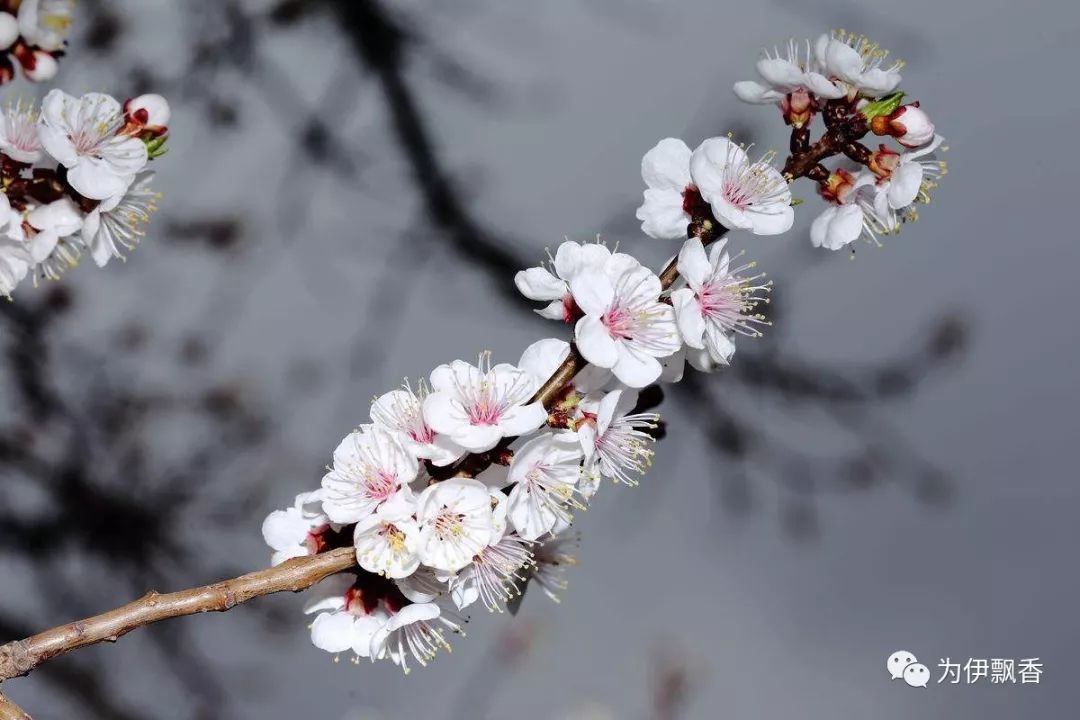 春色满园关不住 一枝红杏出墙来