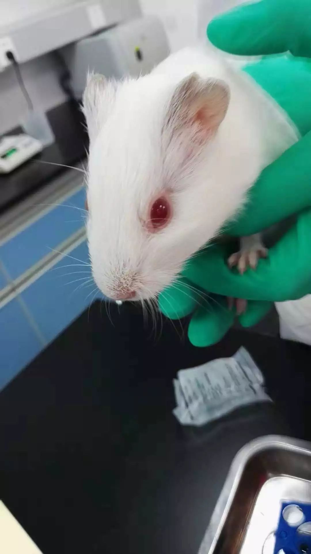 做动物实验时用的豚鼠