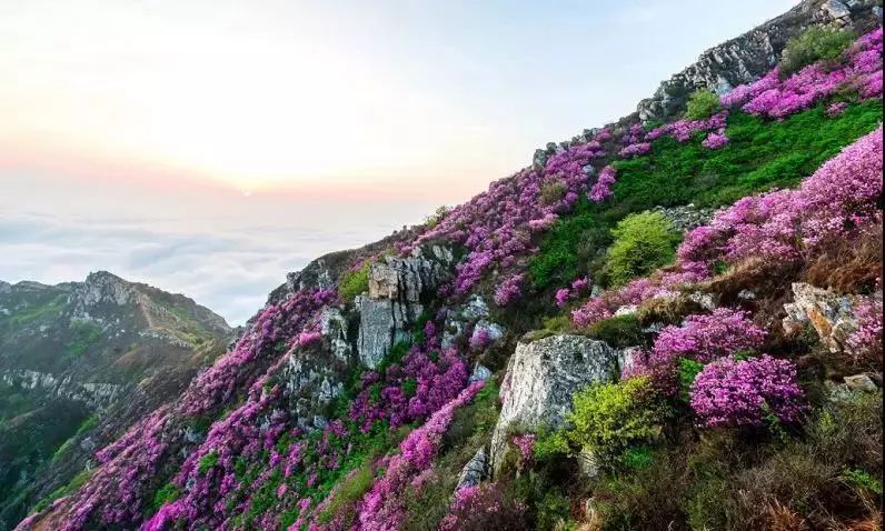 大黑山杜鹃花海新增赏花地 收藏这份赏花攻略