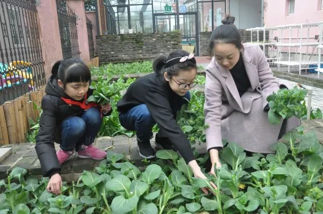 北仑近半中小学开办校园农场!还把劳动实践纳入考核.