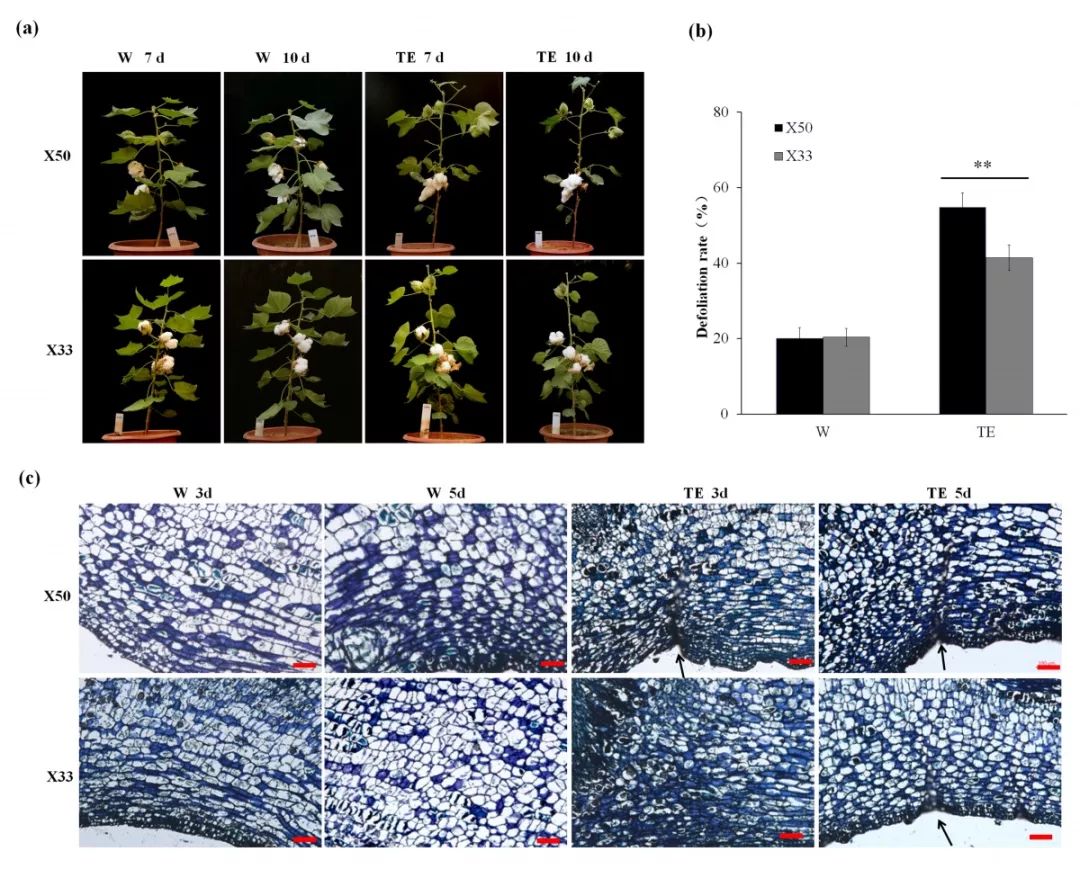 华中农业大学棉花团队和新疆农科院解析新疆机采棉脱叶分子机理