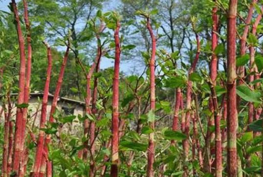 原创在农地它叫"酸筒杆",中药铺里叫"虎杖",农民不喜城市人却抢