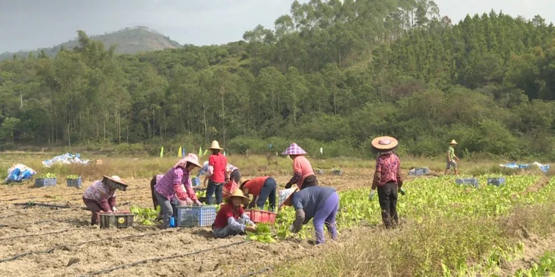 多祝洋口村:合作社 农户 带动村民致富