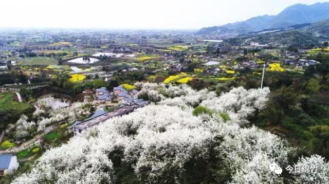 焦点绵竹第二十一届梨花节3月18日开幕邀你共赏春日雪海