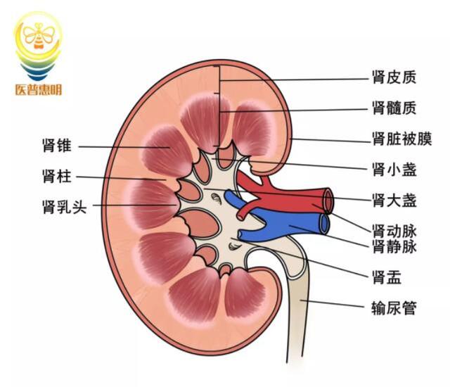 中医的肾与西医的肾脏是一回事儿吗