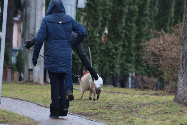 乌克兰一人竟牵猪迎总统 被警察带走