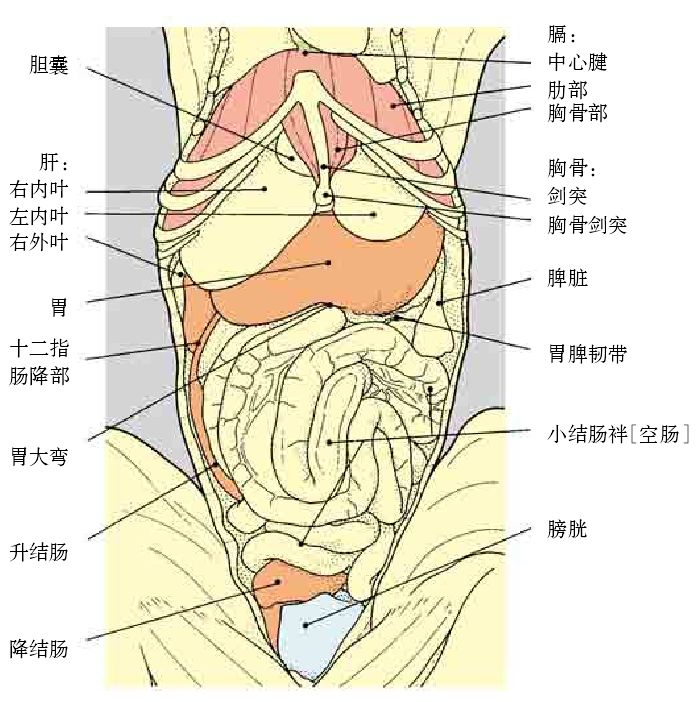 干货| 猫腹部解剖图集