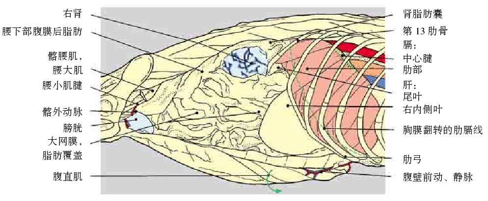干货| 猫腹部解剖图集_腹腔