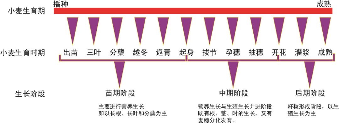 根据小麦器官形成的特点,又可以将几个连续的生育时期合并为某一生长