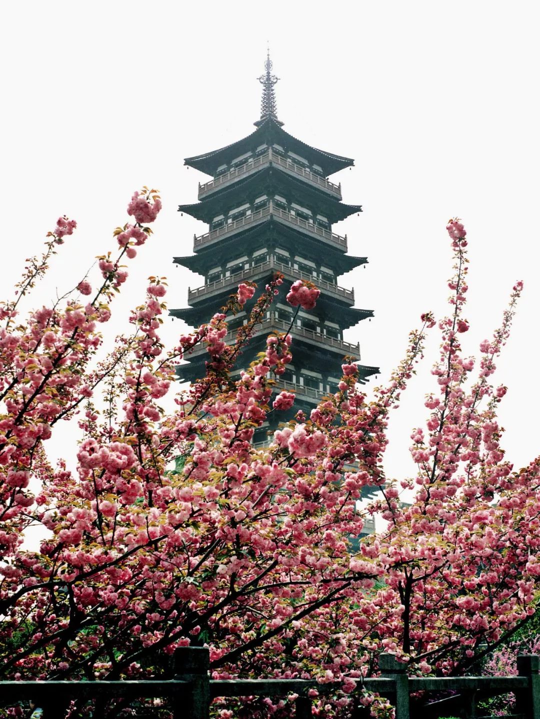 扬州大明寺 |一棵较大的樱花树,配着古朴的寺塔,颇有些日式的味道.