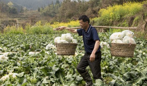 省黔东南苗族侗族自治州从江县谷坪乡谷洞村村民在搬花菜上车(吴德军