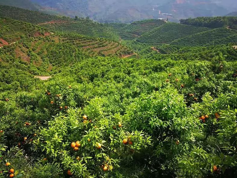 普洱江城县政府发求援函,惊动大半个娱乐圈,引数百万网友关注!_沃柑