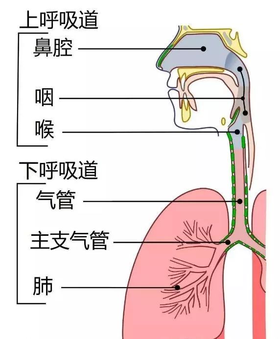 气管,支气管和肺部器官,合称为下呼吸道.