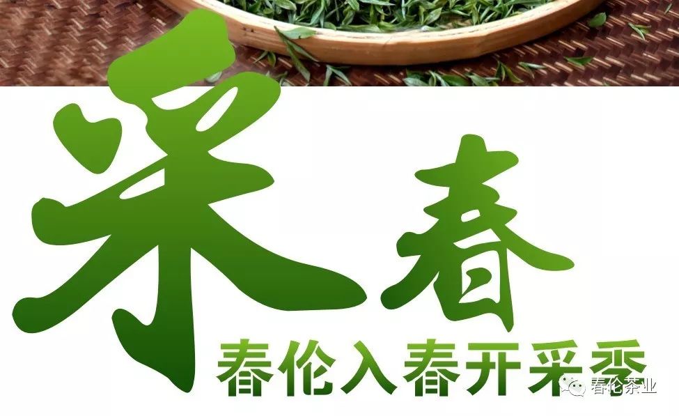 阳春三月,春茶等您采