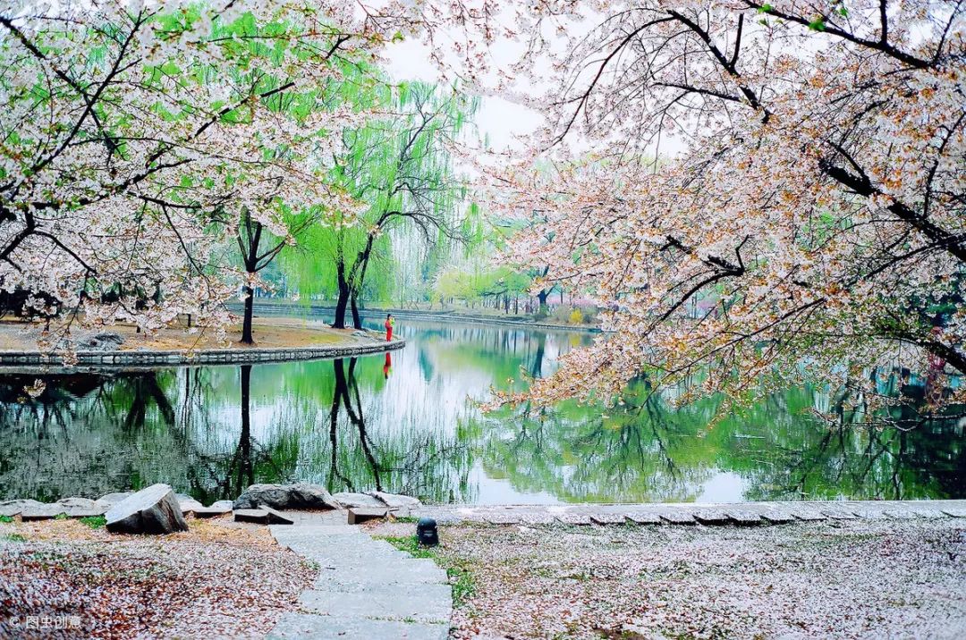 成片的樱花树,构成一幅幅美景,为很多北京人留下了春天美好的时刻～.