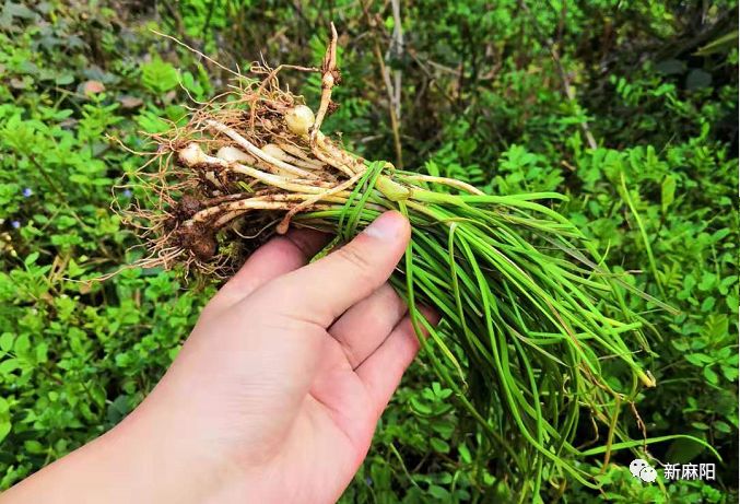 "盐须"是什么?盘点让外地人蒙圈的麻阳食物别称.