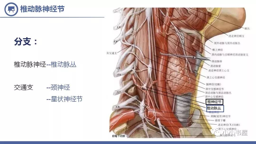 小小讲堂交感神经型颈椎病一