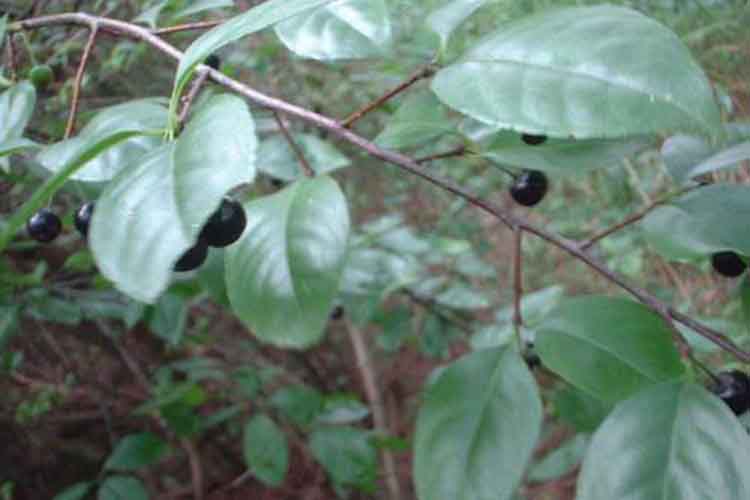 岗梅,又叫称星木,小时候上山到处寻找来吃,那味道棒极