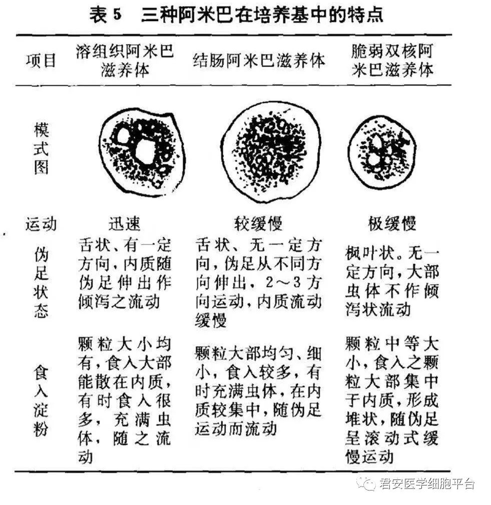 脆弱双核阿米巴,您会认吗?