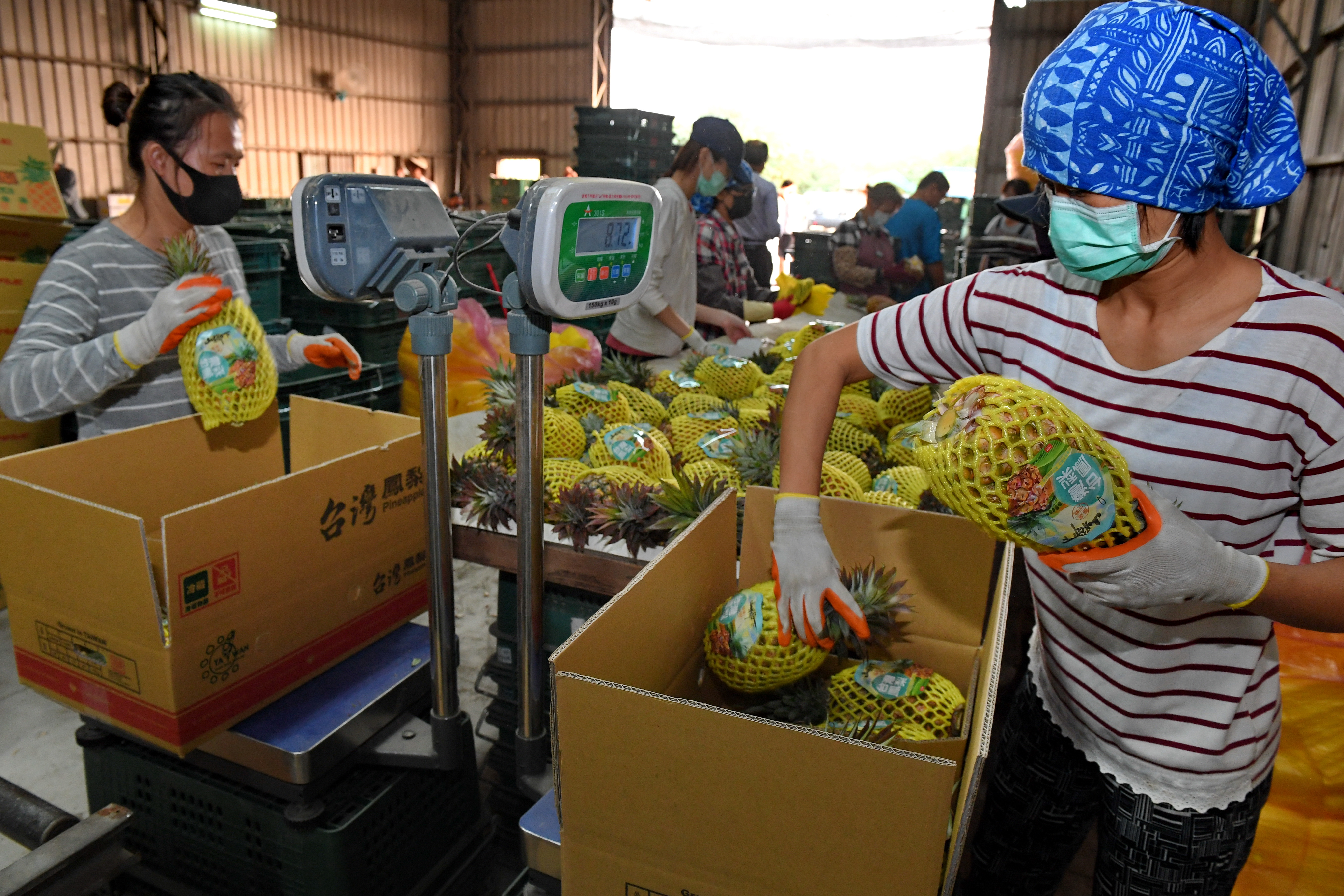 台湾:凤梨进入采收季