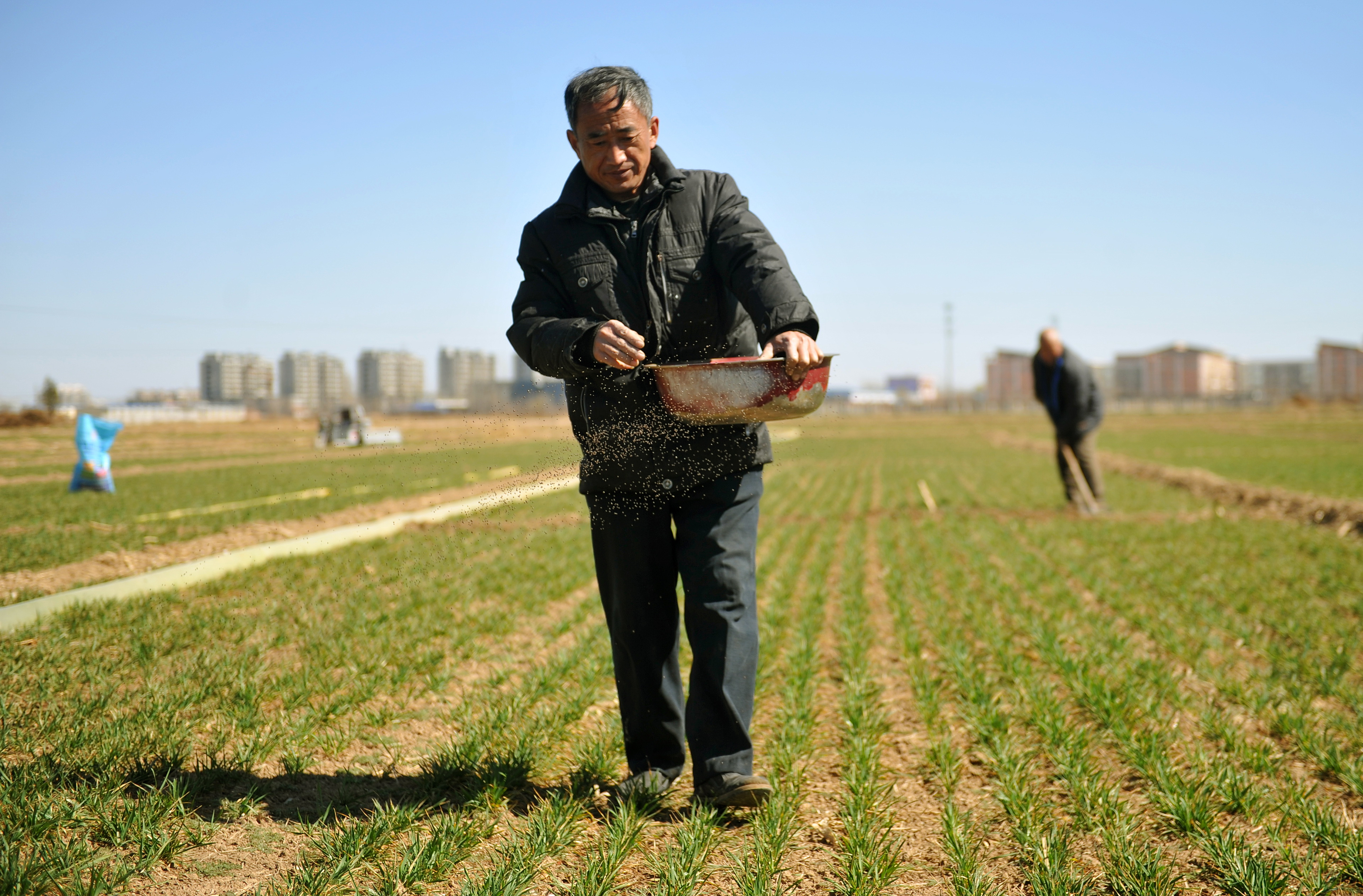 3月14日,南皮县李家庵村农民在麦田给小麦施肥.