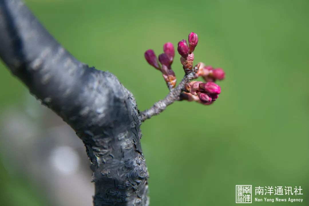 披雪见柔荑芽苞初放,春意盎然图书馆前,致远湖边我喜欢的春天是是竹外