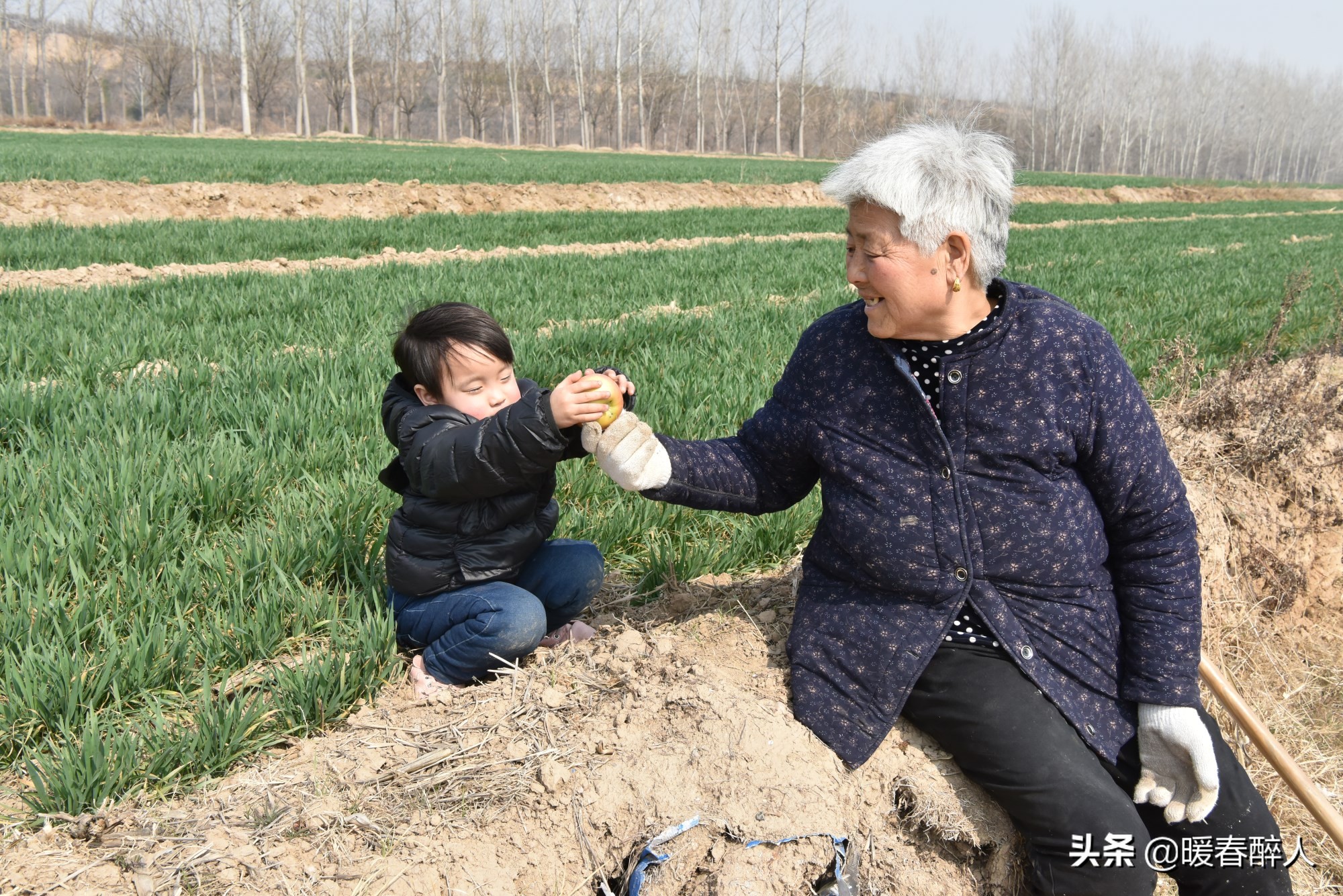 父母不在家7旬奶奶带3岁孙女浇地孙女奶奶苹果你吃吧