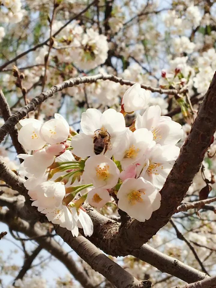 樱花节 北京玉渊潭公园赏樱花 动物园一日游3月23日首发