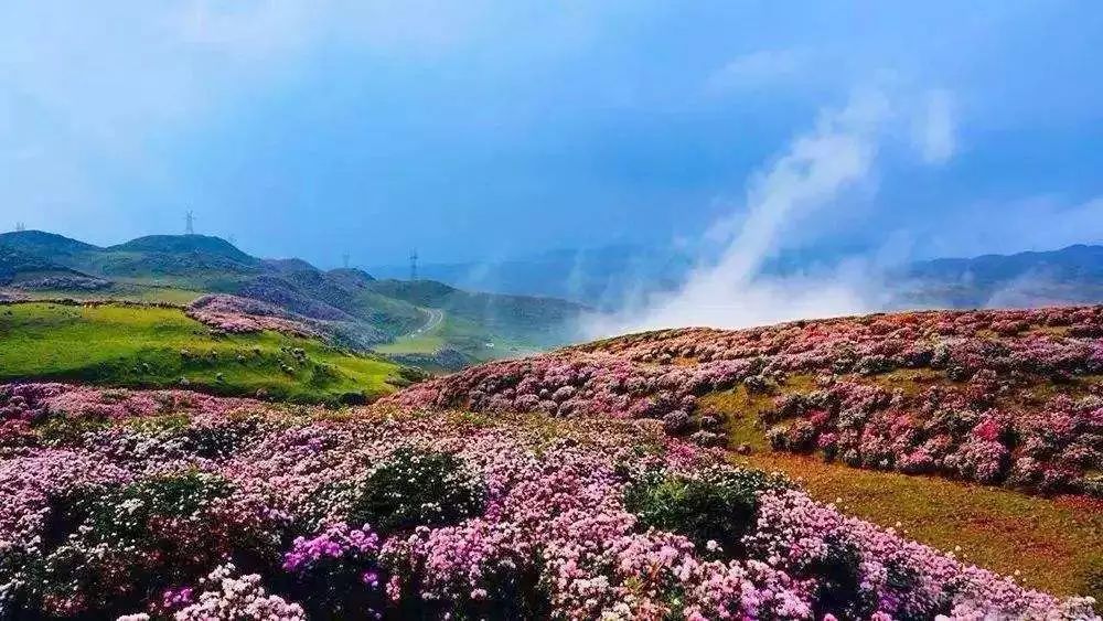 赏乌蒙大草原杜鹃花海