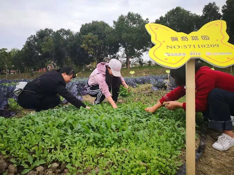 一大片私家菜田 被杭州各地的都市农夫"占领"了 乡村宝私家菜园,是五
