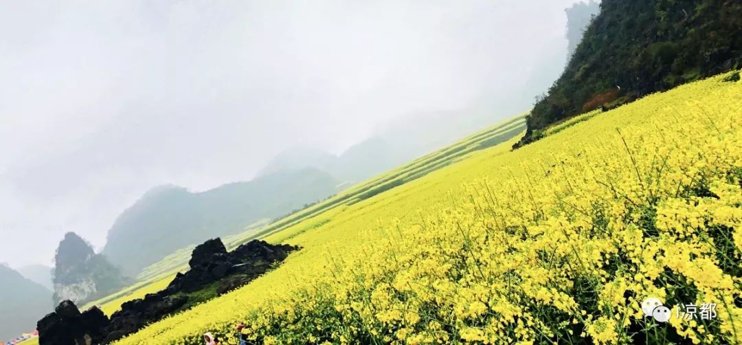 六枝木岗油菜花