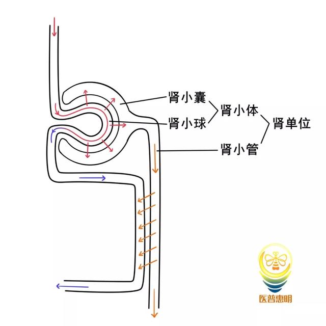 中医的肾与西医的肾脏是一回事儿吗