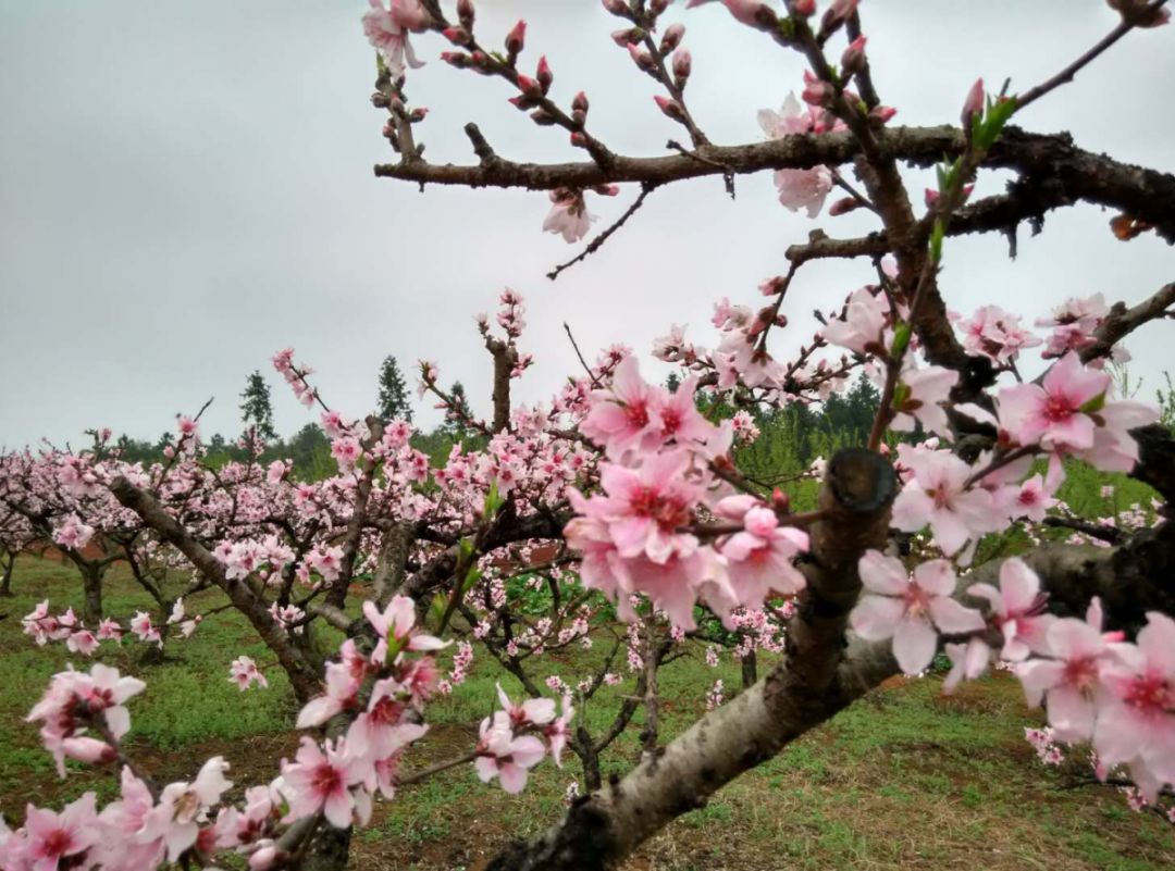 桃花谷 景区地址:丰城铁路镇陂上村 游玩时间:3-5月份花季 终于 今年