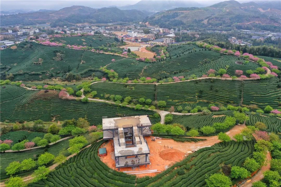 永福樱花园位于福建漳平市永福镇后盂村的茶园和李庄村的台缘山庄,是