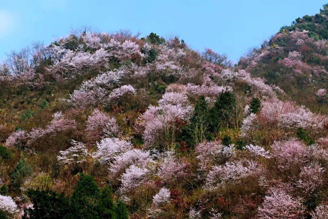 东川村,窈川乡野樱谷,九和乡三水潭村3月23日2019磐安樱花节开幕樱花