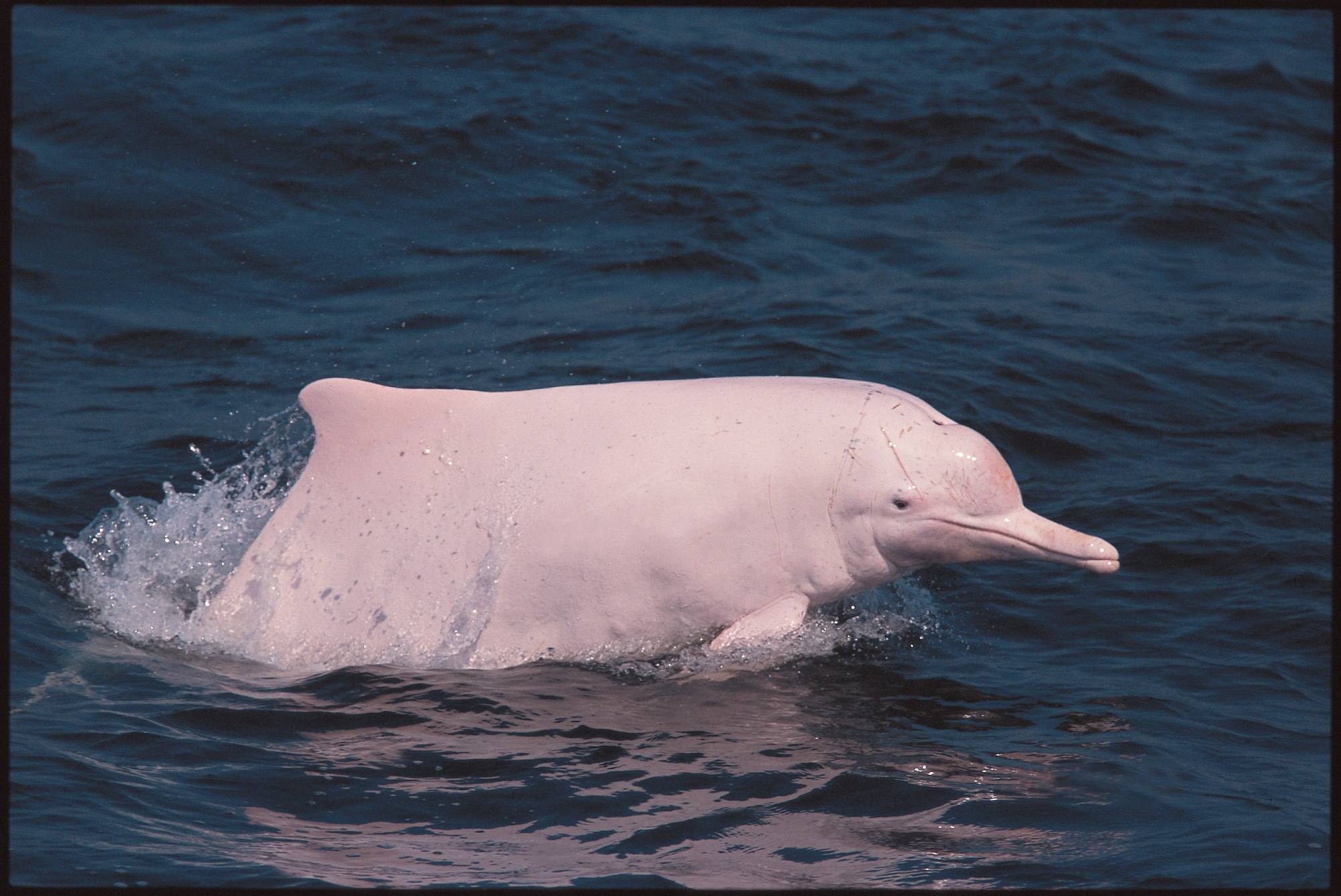 这才是真正的三娘湾中华白海豚！现在正是最佳观赏期……_钦州